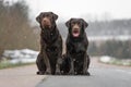 Two cute young brown labrador retriever dogs puppies sitting together on the concrete street smiling Royalty Free Stock Photo