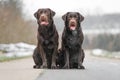 Two cute young brown labrador retriever dogs puppies sitting together on the concrete street smiling Royalty Free Stock Photo