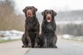 Two cute young brown labrador retriever dogs puppies sitting together on the concrete street smiling Royalty Free Stock Photo