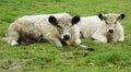 Two cute calves lying relaxed in the grass Royalty Free Stock Photo