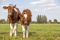 Two cute calves standing upright together in a green meadow under a blue sky and a horizon Royalty Free Stock Photo