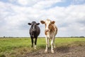 Two cute calves together in a green meadow under a cloudy blue sky and a faraway straight horizon Royalty Free Stock Photo