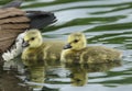 Two cute Canada Geese Goslings, Branta canadensis, swimming on a lake in spring. Royalty Free Stock Photo