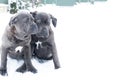 Two cute cane corso six month puppies