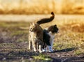 Two cute cat standing in a meadow huddled together and looking i Royalty Free Stock Photo