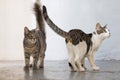 Two cute cat waiting food indoor portrait Royalty Free Stock Photo