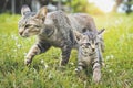 two cute cat walking playing on green grass Royalty Free Stock Photo