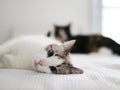 Two cute cats on a bed