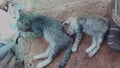 Two cute cats cuddle and sleep side by side