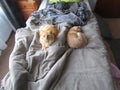 Two cute cats cuddled up in bed.