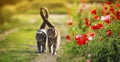 Two cute cats in love walk through a green meadow with red poppies and caress a warm summer sunny day Royalty Free Stock Photo