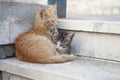 Two cute cats lying on stairs.