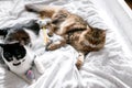 Two cute cats playing with toys and mouse on white bed in sunny bright stylish room. Funny maine coon and black and white cat with Royalty Free Stock Photo
