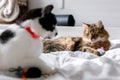 Two cute cats playing with toys and mouse on white bed in sunny bright stylish room. Funny maine coon and black and white cat with