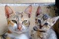 Two cute cats posing in front of the camera
