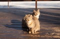 Two cute cats, sit side by side on a wooden veranda, a spring sunny day