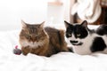 Two cute cats sitting with toy mouse on white bed in sunny stylish room.Maine coon and black and white cat with moustache relaxing Royalty Free Stock Photo