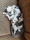 Two cute cats sleeping togetheron the sofa Royalty Free Stock Photo