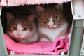 Two cute cats in the transport basket Royalty Free Stock Photo