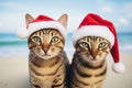 Two cute cats wearing Santa\'s hats and celebraiting on the tropical beach Royalty Free Stock Photo