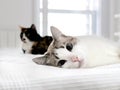 Two cute cats on a white bed