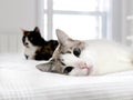 Two cute cats on a white bed Royalty Free Stock Photo