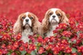 Two cute cavalier king charles spaniel dogs sitting outdoors among beautiful red summer flowers. Portrait of pets Royalty Free Stock Photo