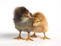 Two cute chicken