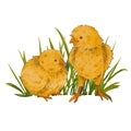 Two cute chickens in the grass isolated on a white background. Watercolor illustration of yellow birds. Farm animals. Easter motif Royalty Free Stock Photo