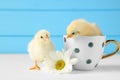 Two cute chicks with cup and beautiful chrysanthemum flower on white wooden table, closeup. Baby animals Royalty Free Stock Photo