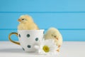 Two cute chicks with cup and beautiful chrysanthemum flower on white wooden table, closeup. Baby animals Royalty Free Stock Photo