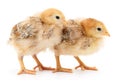 Two cute chicks isolated on white Royalty Free Stock Photo