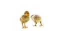 Two cute chicks isolated on white background Royalty Free Stock Photo