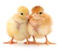 Two cute chicks on white Royalty Free Stock Photo