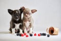 Two cute chihuahua dogs puppy. Funny little dogs. Preparing for a dog show