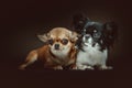 Two Cute Chihuahua Dogs. Studio shot Royalty Free Stock Photo