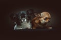 Two Cute Chihuahua Dogs. Studio shot Royalty Free Stock Photo