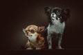 Two Cute Chihuahua Dogs. Studio shot Royalty Free Stock Photo