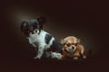 Two Cute Chihuahua Dogs. Studio shot Royalty Free Stock Photo