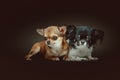 Two Cute Chihuahua Dogs. Studio shot Royalty Free Stock Photo