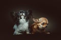 Two Cute Chihuahua Dogs. Studio shot Royalty Free Stock Photo