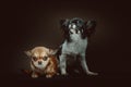 Two Cute Chihuahua Dogs. Studio shot Royalty Free Stock Photo