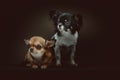 Two Cute Chihuahua Dogs. Studio shot Royalty Free Stock Photo