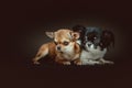 Two Cute Chihuahua Dogs. Studio shot Royalty Free Stock Photo