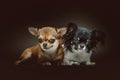 Two Cute Chihuahua Dogs. Studio shot Royalty Free Stock Photo