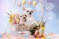 Two cute Chihuahua puppies in a basket.