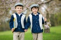 Two cute children, boy brothers, walking in a spring cherry blos Royalty Free Stock Photo