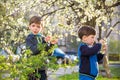 Two cute children, boy brothers, walking in a spring cherry blossom garden, holding flowers and book Royalty Free Stock Photo