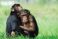 Two cute chimpanzees Royalty Free Stock Photo