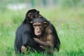 Two cute chimpanzees Royalty Free Stock Photo